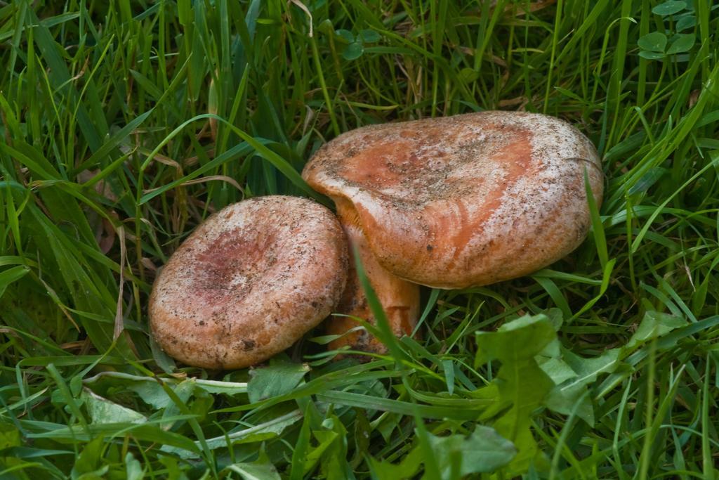 Agroturystyka Sominy Piotr Екстер'єр фото
